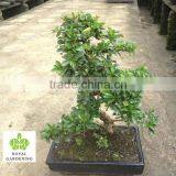 Carmona Microphylla Bosnai thumbnail-1