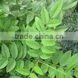 Glycyrrhiza Glabra thumbnail-4