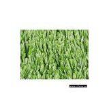 Soccer Turf thumbnail-1