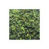 Sell Dehydrated Celery Leaves thumbnail-1