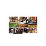 Argentine Hide Design company overview - view 1 thumbnail