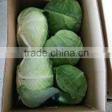 Hot Selling Fresh Cabbage thumbnail-1