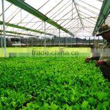 Greenhouse Film thumbnail-2
