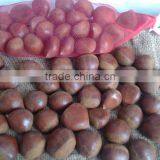 Fresh Chestnut,2015 Chestnut,TianJin Chestnut Factory Fresh thumbnail-2