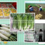 fresh mix vegetable from all china around