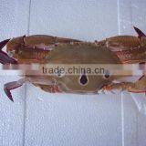 Wholesale High Quality Frozen Three Spotted Crab