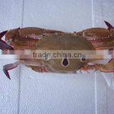 wholesale high quality frozen three spotted crab