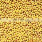 SPICES AND PULSES thumbnail-3