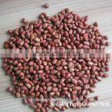 Shandong Blanched Red Skin Peanut Kernels