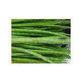 Drumstick thumbnail-1