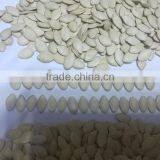 White Pumpkin Seeds in Shell thumbnail-6