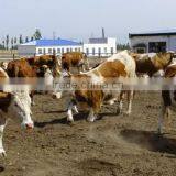 Pig Farm MgO Roof Tile With Anti-aging Film Coat and Fiireproof Insulation of 5mm Thickness,960mm Width thumbnail-3