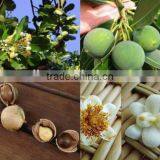 Stainless Steel High Precision Calophyllum Inophyllum Seed Oil Press Machine thumbnail-2