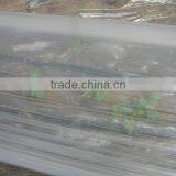 Single Span Tunnel Transparent Coextruded PE Cover Film PE Mulch Film for Watermelon Greenhouse thumbnail-1