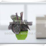 Ceremic Similar Flower Pots,vertical Garden Planter thumbnail-1