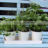 Hot Selling Flower Pot thumbnail-1