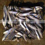 Low Price Canned Fish Sardine Frozen Sardine for Canning thumbnail-1
