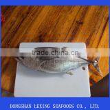 Frozen Big Eye Tuna thumbnail-1