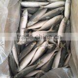IQF Light Caught Frozen Round Scad Frozen Horse Mackerel thumbnail-2