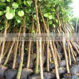 Hibiscus Tiliaceus Trees thumbnail-1