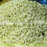 Jasmine Flowers thumbnail-1