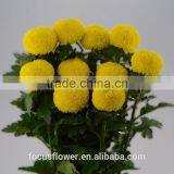 Tropical Chrysanthemum Pompon Mum Yellow Flower For The Elders thumbnail-2