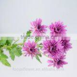 Mini Chrysanthemum Purple Fresh Cut Flowers For The Elders thumbnail-4