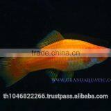 Swordtail Fish / Live Ornamental Fish thumbnail-3