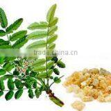 Boswellia Extract thumbnail-2