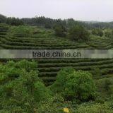 Premium Green Tea in Pallets thumbnail-4