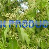 Natural Camphor Essential Oil