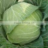 VIET NAM FRESH CABBAGES VIETGAP thumbnail-1