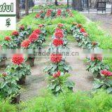 Bio Organic Liquid Plant Growth Enhancer Seaweed Fertilizer in Agriculture Fertilizer thumbnail-5