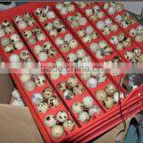 144pcs Bird Turning Tray With Motor