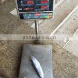 Bonito Whole Bonito Frigate Tuna 300-500G for Super Market thumbnail-1