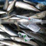 Good Quality Pacific Mackerel 200-300g Manufacturer thumbnail-3