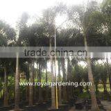 Wodyetia Bifurcata ( Foxtail Palm ) Palm Tree High 3-6m thumbnail-3