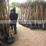 Lagerstroemia Indica Trunk Height 1.7-2.2m thumbnail-3