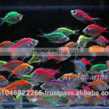 Glass Fish Mix Color For Sale / Ornamental Fish International Exporter thumbnail-2