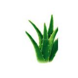 Aloe Extract Decolorized