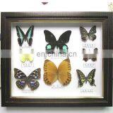 butterfly collection frame for home decoration use