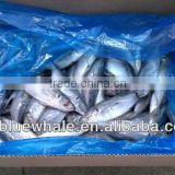 New Ningbo frozen fish horse mackerel