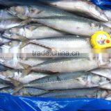 Frozen Pacific Mackerel