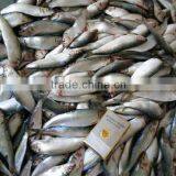 Frozen Canned Sardine thumbnail-1