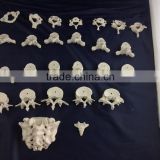 The human skeleton model of cervical, sternal lumber vertebrae and sacral bone(26pcs)