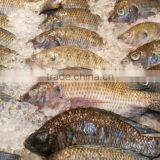 Frozen Tilapia W/R 300-500g thumbnail-1