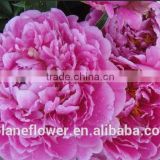 high quality fresh cut penoy flowers from kunming