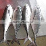 FROZEN HORSE MACKEREL WHOLE ROUND thumbnail-4