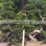 Chinese Elm Bonsai thumbnail-3