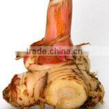 100% NATURAL Galangal Oil (Galangal Alpine) thumbnail-2